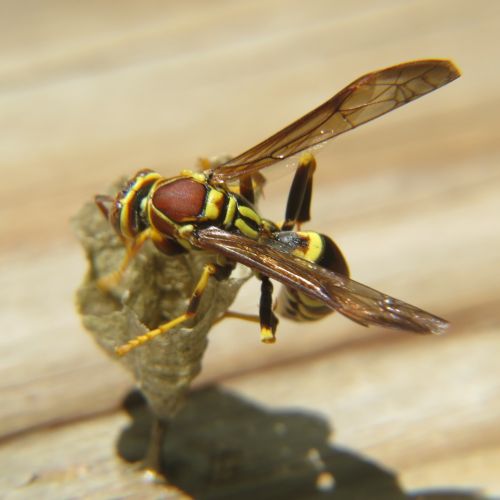 wasp insect yellow