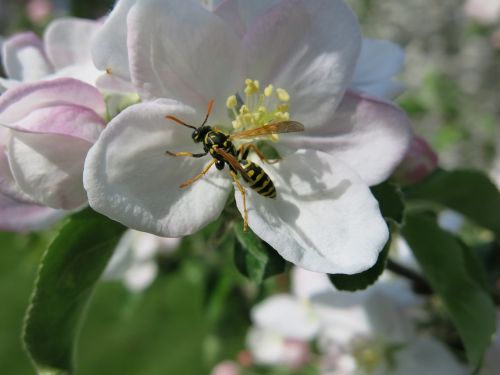 wasp tiger insect