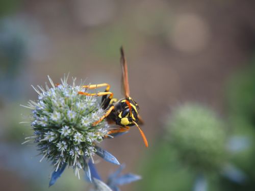 wasp insect plant