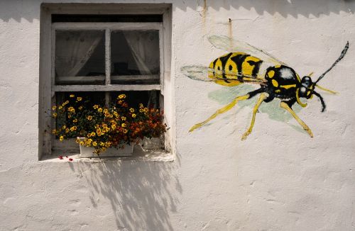 wasp window flowers