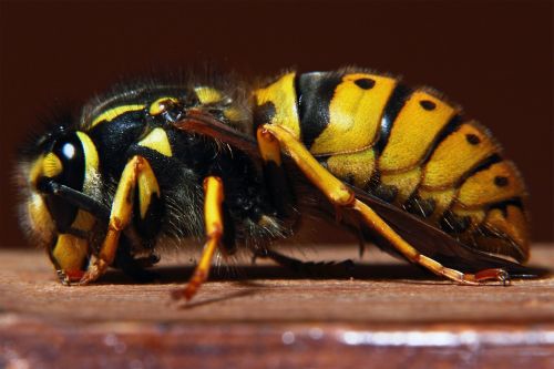 wasp yellow warning