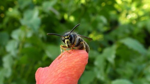 wasp insect close