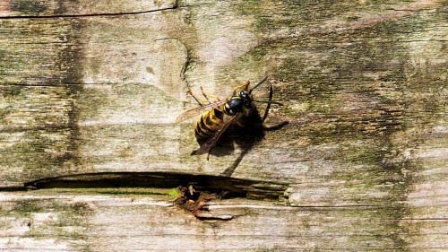 wasp insect nature