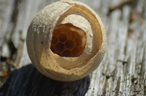 wasp animal hive