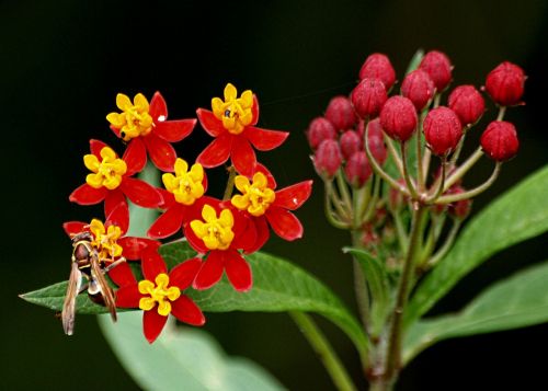 wasp insects flowers