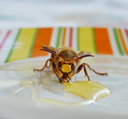 wasp bee animal