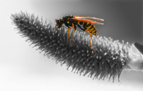 wasp nature grass