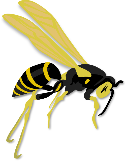 wasp insect hymenoptera