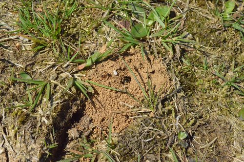 wasp  ant  nest