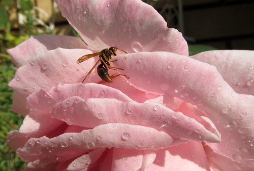 wasp  flower  nature