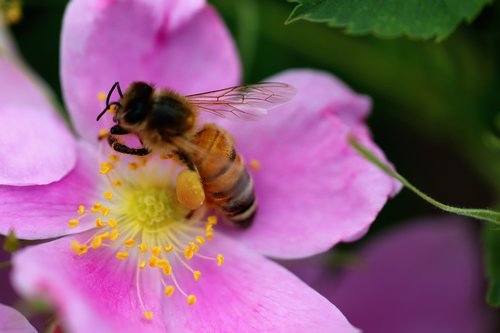 wasp  flower  nectar