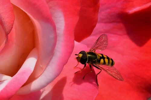 wasp  wasp on rose  insect