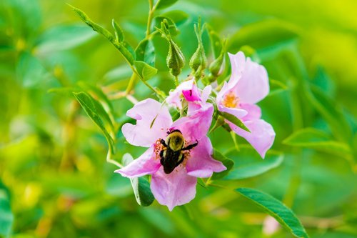 wasp  flower  green