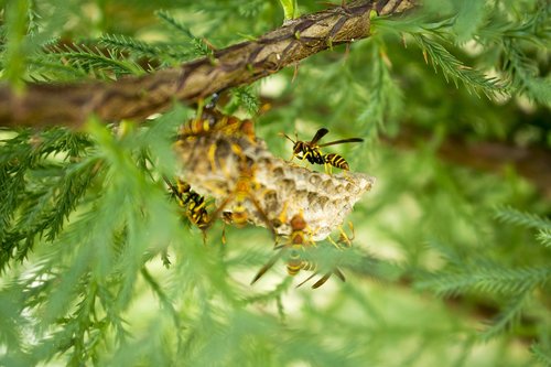 wasp  nature  insects