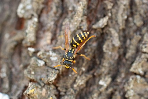 wasp  insect  nature