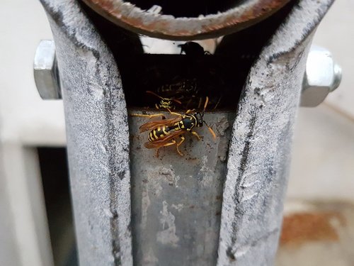 wasp  nest  outdoor