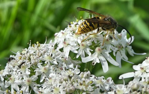 wasp  nature  bug