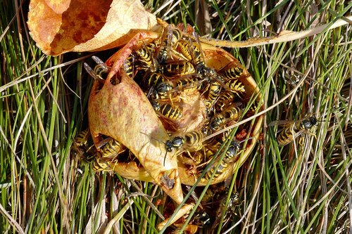 wasp  wasps  insect