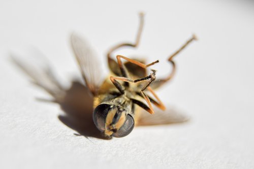 wasp  insect  death