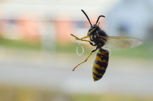wasp  insect  trapped