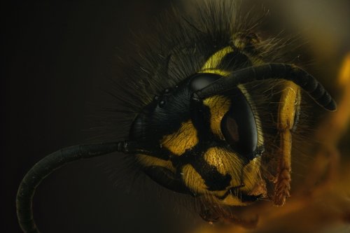 wasp  macro  close up