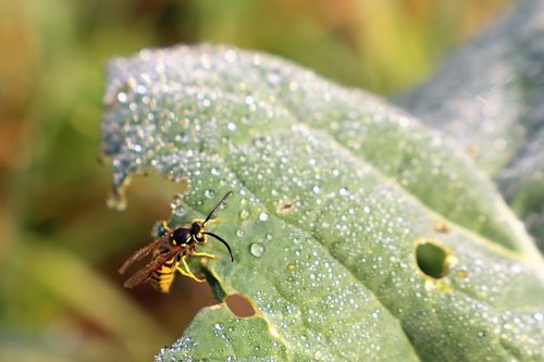 wasp  green leaf  water drops