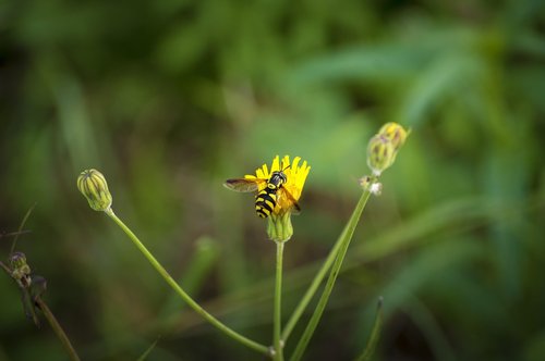 wasp  insect  wild flower