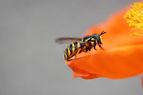 wasp poppy insect