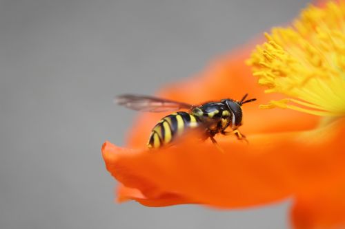 wasp poppy insect