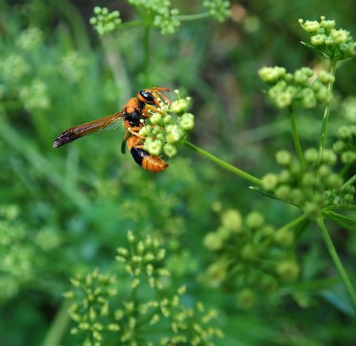wasp  insect  garden