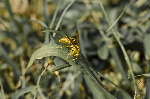 wasp  leaves  nature