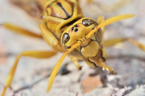 wasp  sting  yellow