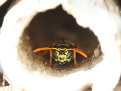 wasp  insect hotel  insect