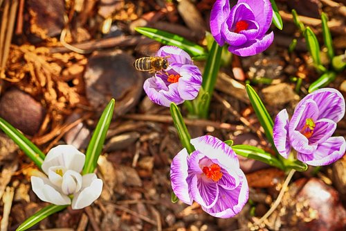 wasp  insect  crocus