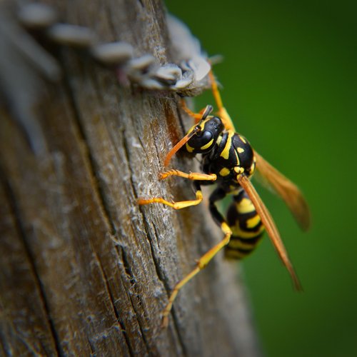 wasp  insect  nature