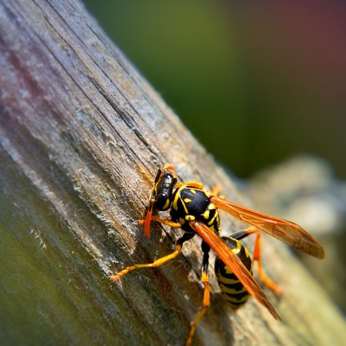 wasp  wood  nature