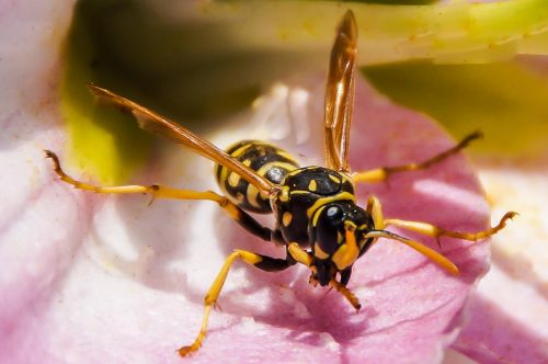 wasp hornet animal