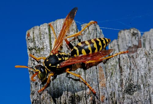 wasp macro insect