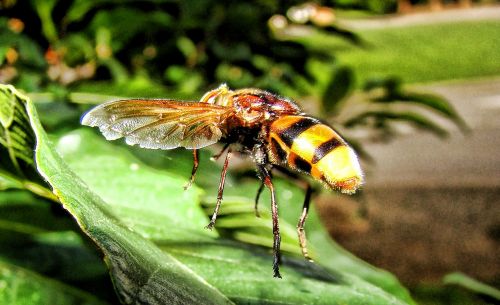wasp insect yellow jacket