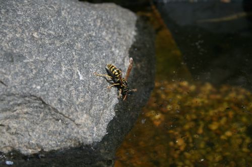 wasp water stone