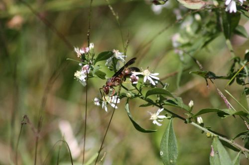 wasp white flower bugs life