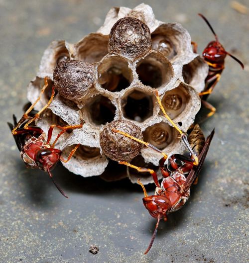 wasp nest insect