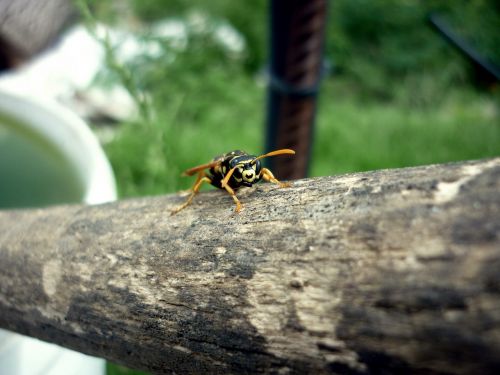 wasp striped beetle
