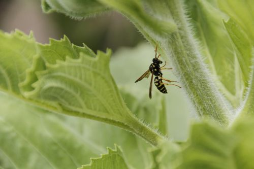 wasp sunflower insect