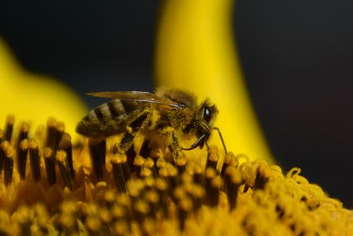 wasp pollen collect pollen