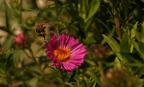 wasp bee fly