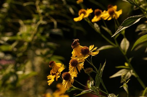 wasp bee blossom