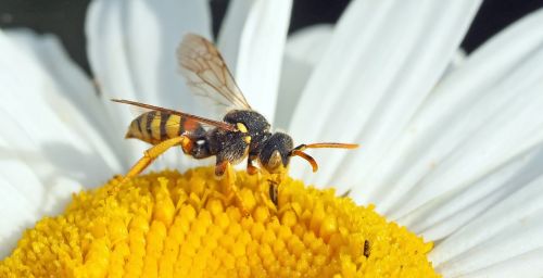 insect plant nature