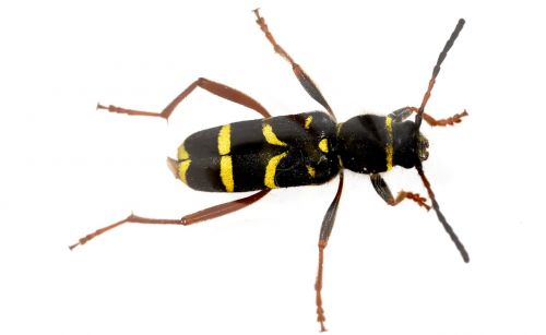 wasp beetle clytus arietis beetle