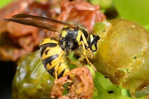 wasp eats grapes wasp on grapes grape